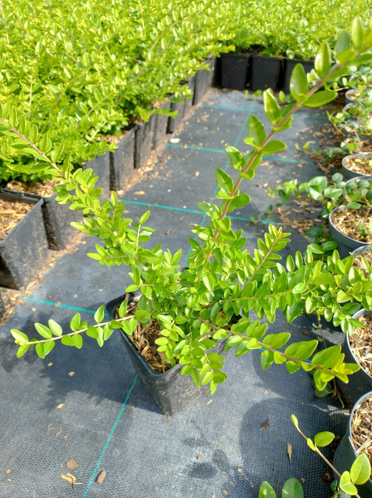 lonicera nitida maigrun. bodembedekker P9 planten, Bodembedekkers, Vaste plant, Ophalen of Verzenden, Bloeit niet