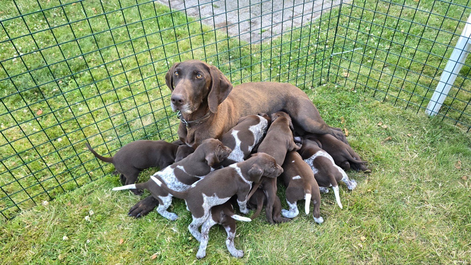 Duits staande korthaar pups, Dieren en Toebehoren, Duitse Staande hond, 8 tot 15 weken, Meerdere, Meerdere dieren