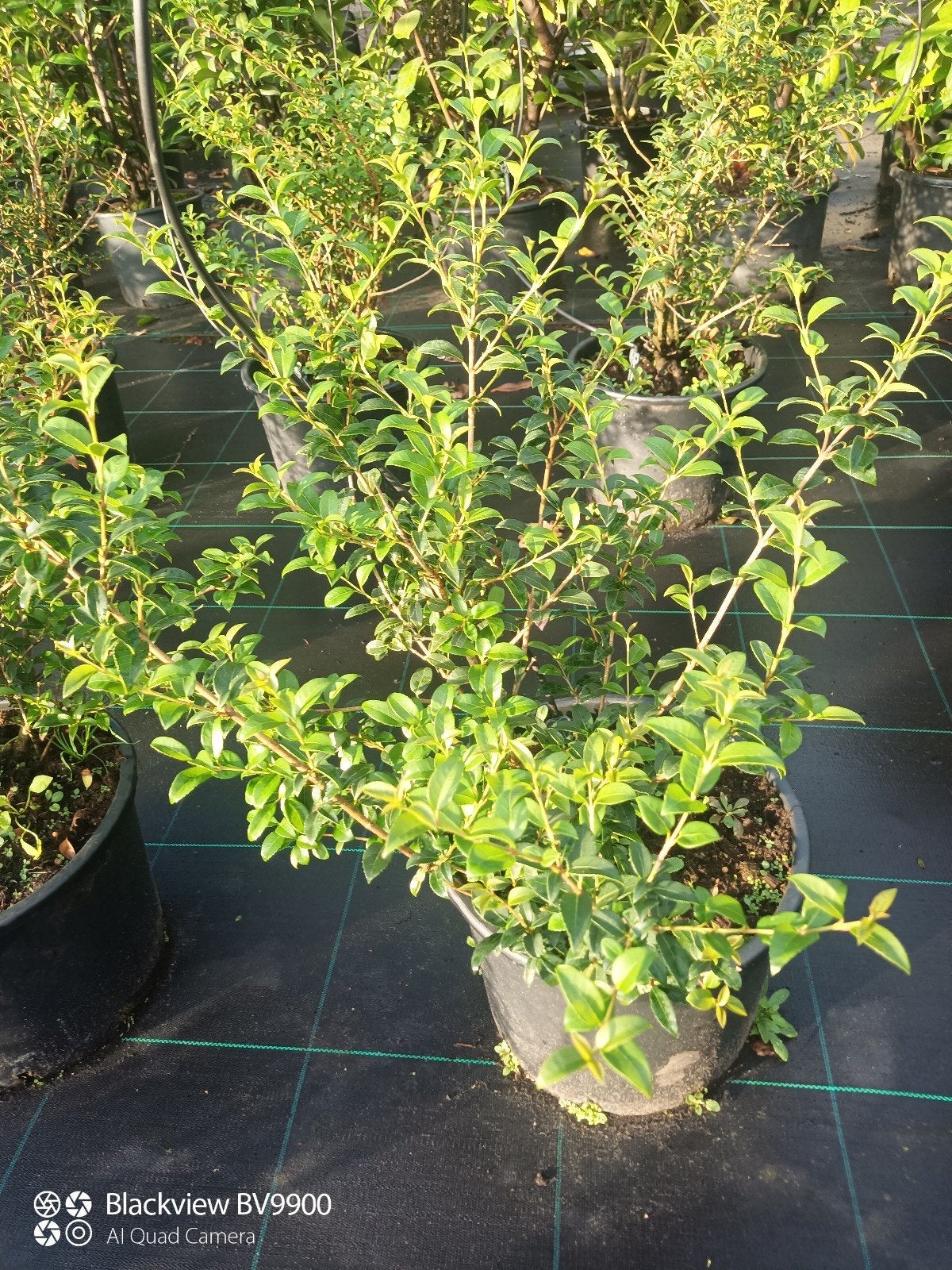 80 Osmanthus burkwoordii 40-60cm schijnhulst hulst struiken, Tuin en Terras, Ophalen of Verzenden, Overige soorten, Struik, Minder dan 100 cm