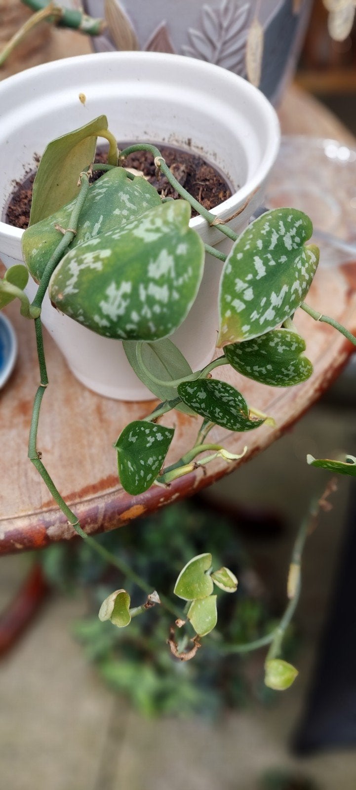 Scindapsus Pictus 'Argyraeus' - Zilverrank, Ophalen, Vaste plant, Bloeit niet, Halfschaduw
