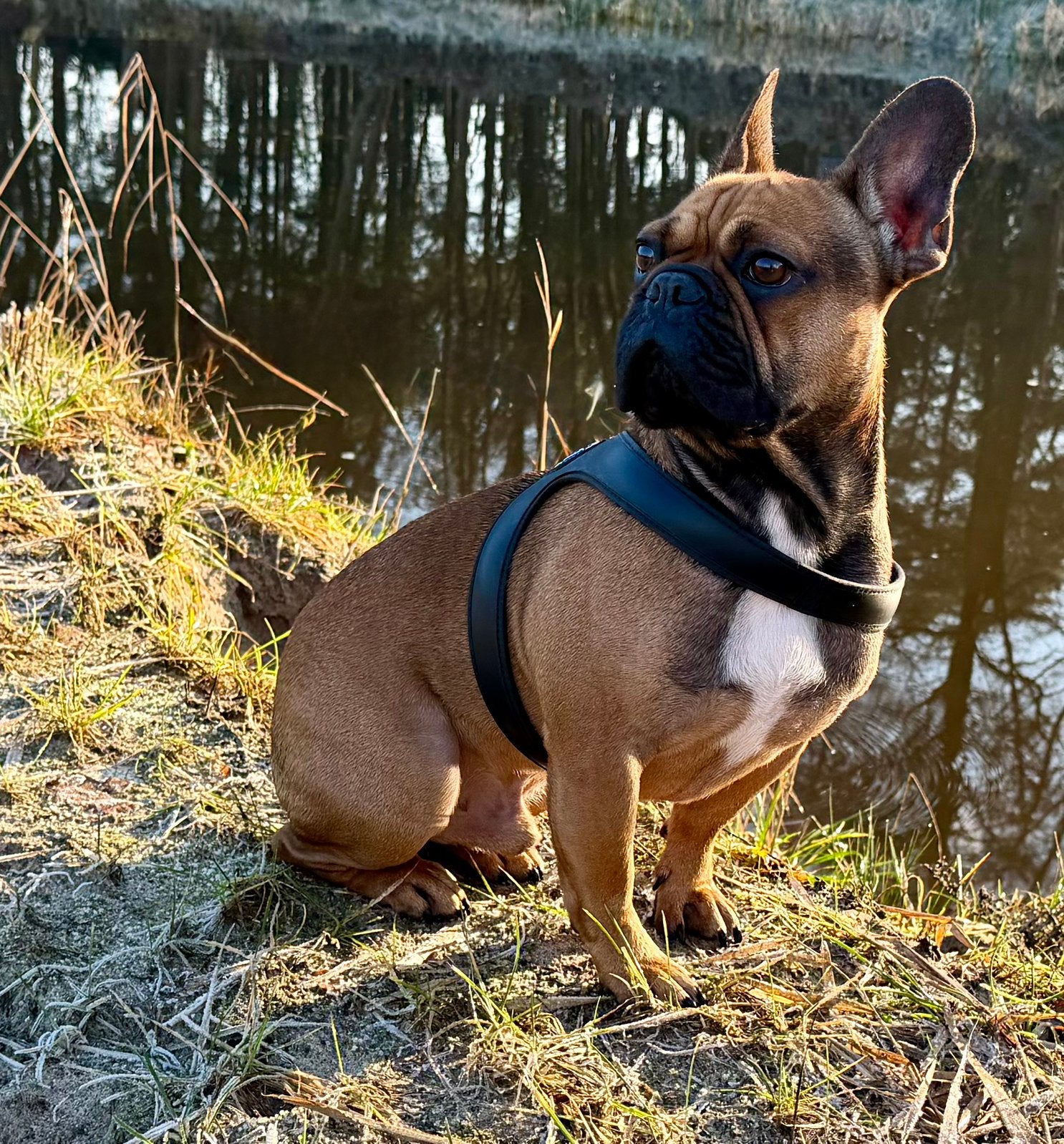 Honden wandelgroep / Honden opvang / zwemmen optioneel.