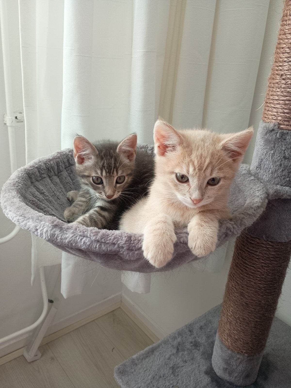 2 lieve kittens broertje en zusje zoeken hun forever home, Meerdere dieren, Kortharig, 0 tot 2 jaar