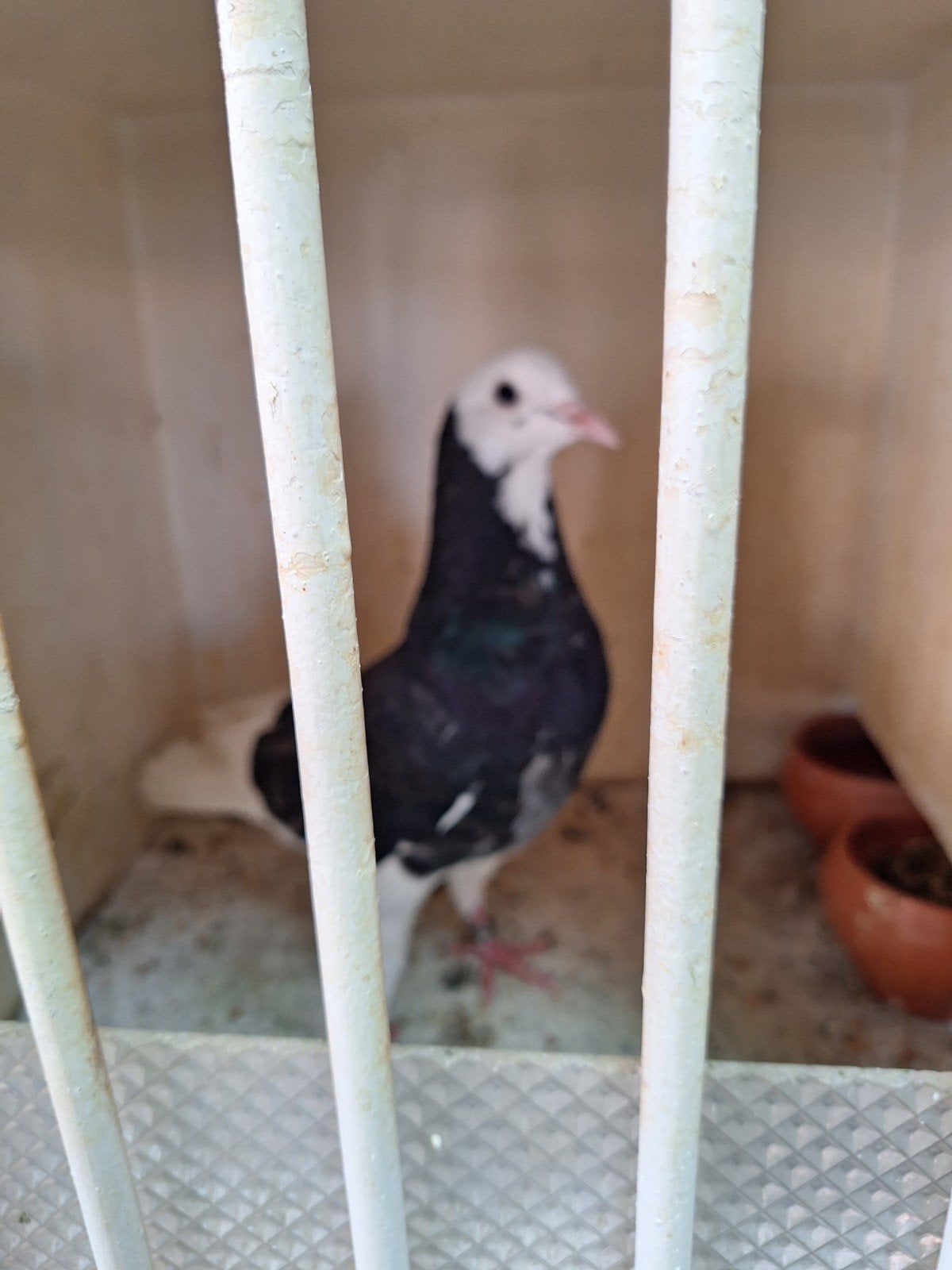Hoogvlieger, Dieren en Toebehoren, Vogels | Duiven, Mannelijk