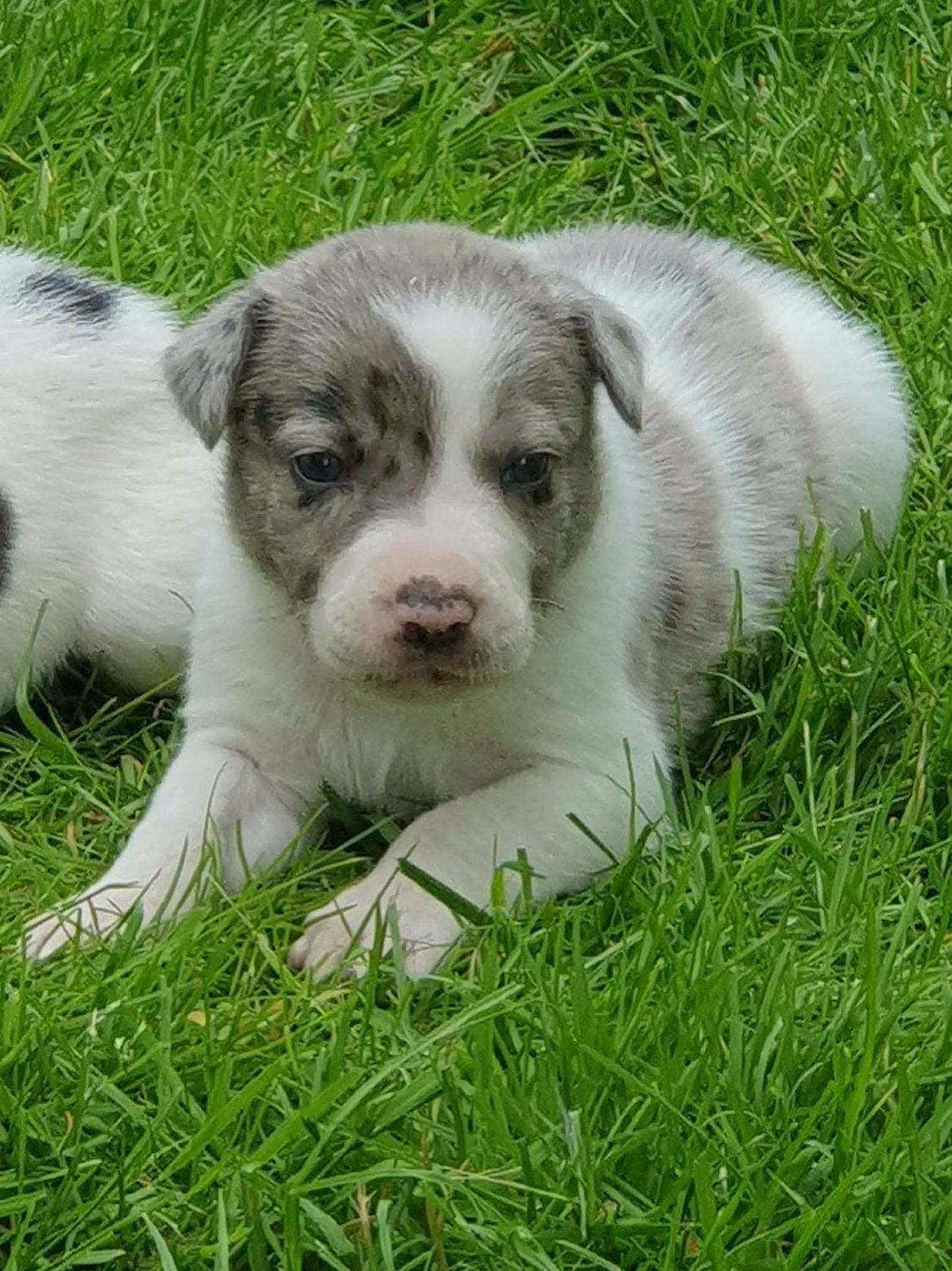 Border Collie x Amerikaanse Bulldog pups, Parvo, 8 tot 15 weken, Collie, Meerdere