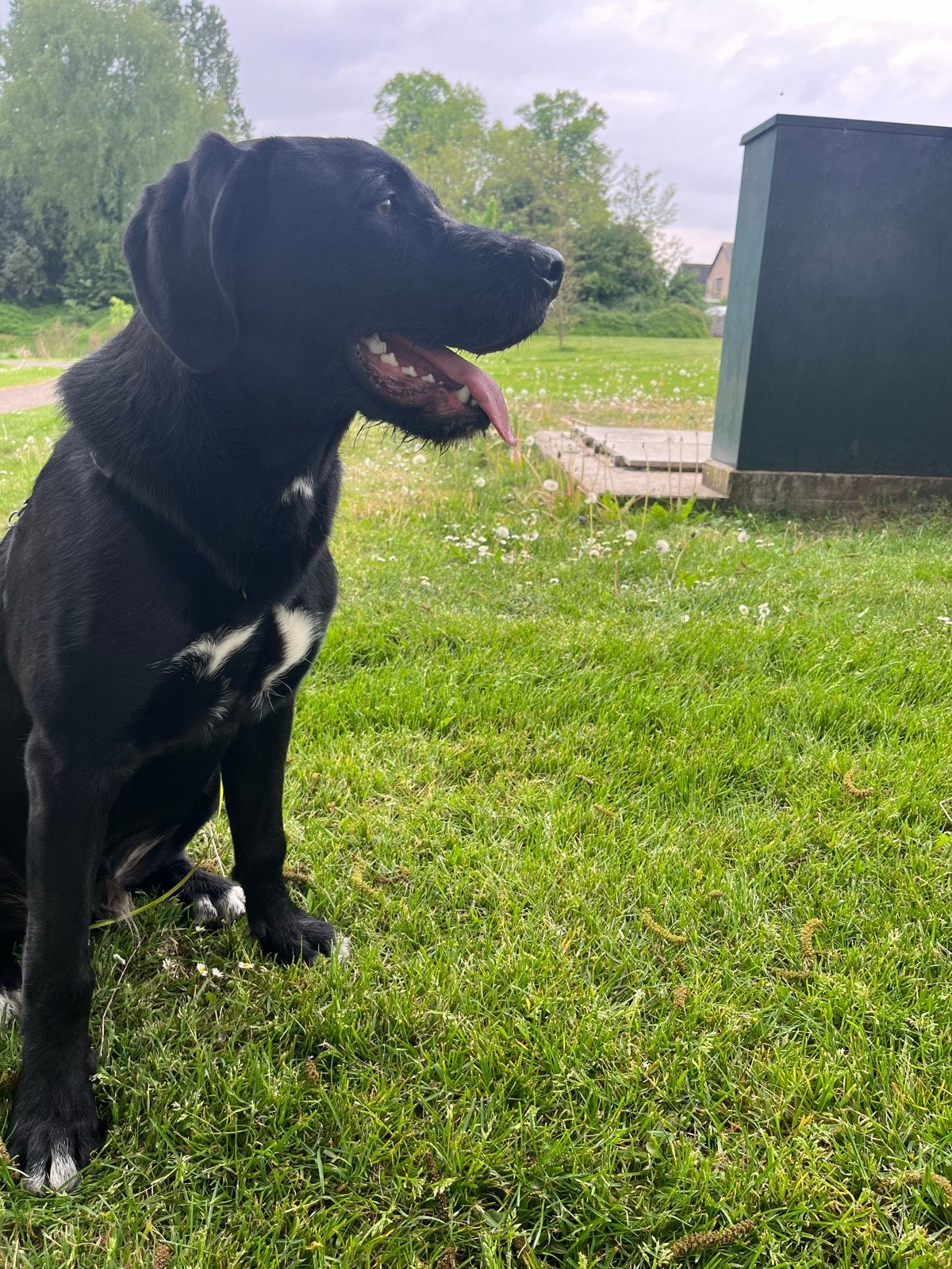 canecorso x labradoodle, Dieren en Toebehoren, Honden | Niet-rashonden, 15 weken tot 1 jaar, Reu, Parvo, Groot