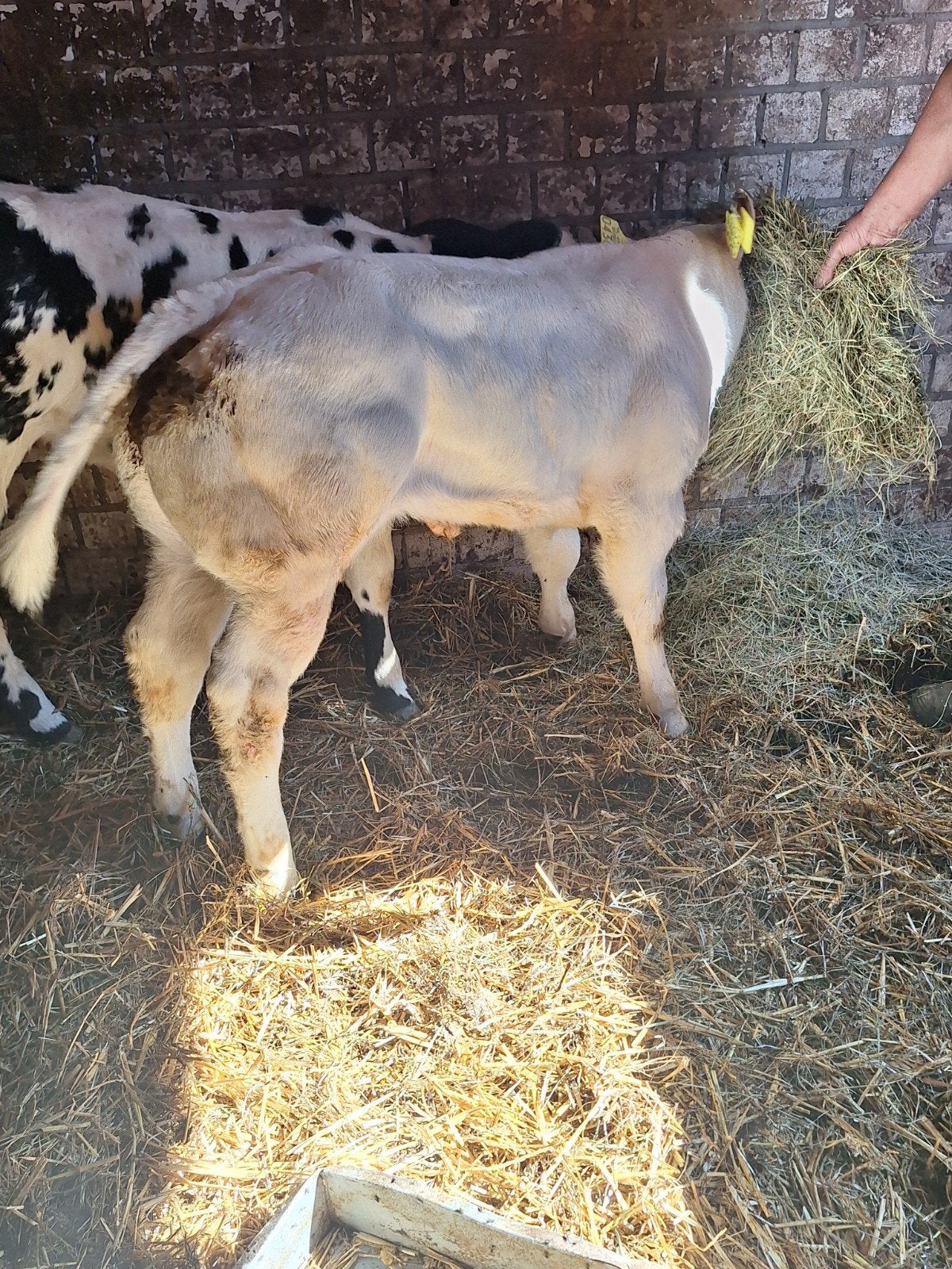 dikbil kalf...mini pony   veulen.   hengst, Dieren en Toebehoren, Runderen, Mannelijk, 0 tot 2 jaar