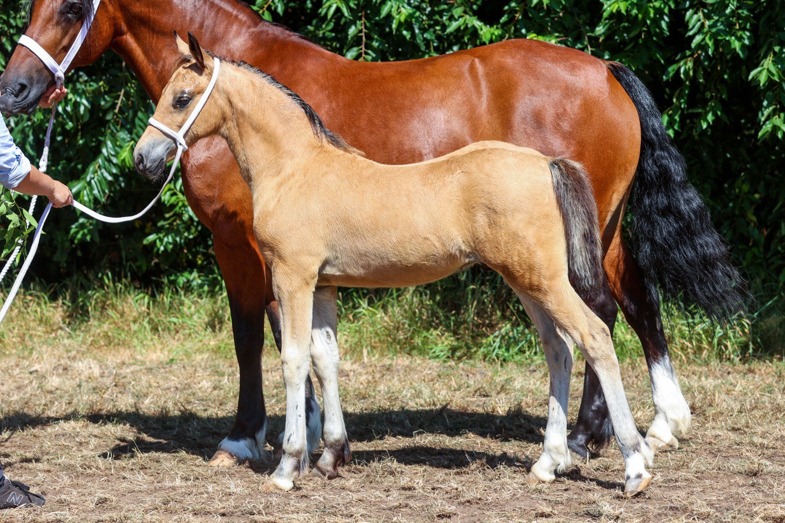 Valk welsh cob hengst veulen, Hengst, D pony (1.37m tot 1.48m), Met stamboom, 0 tot 2 jaar