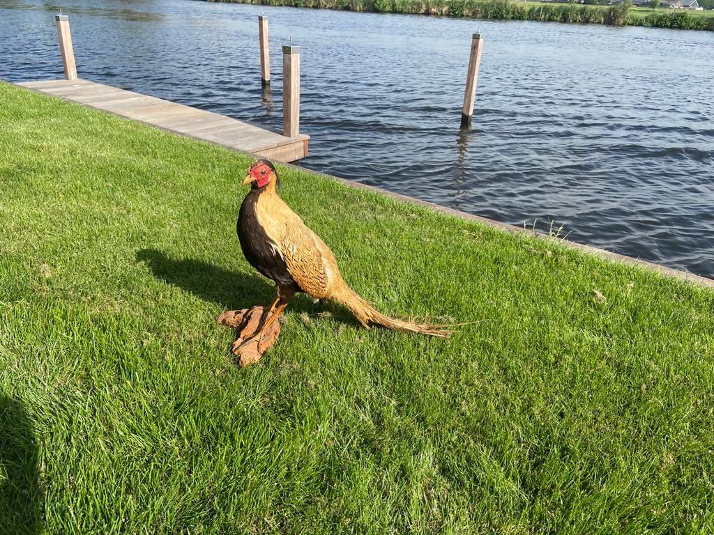 Opgezette zilverfazant, Verzamelen, Ophalen, Vogel, Opgezet dier