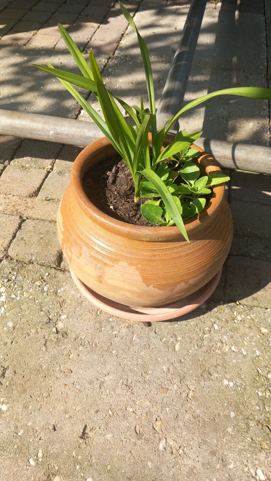 Jonge Cymbidium Orchidee in pot, Ophalen, Overige soorten, Volle zon