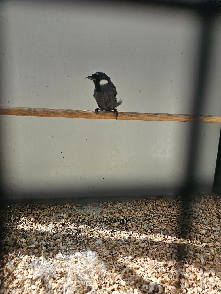 Vogelswitwanggaailijster koppel, Dieren en Toebehoren, Vogels | Parkieten en Papegaaien, Meerdere dieren, Parkiet, Geringd