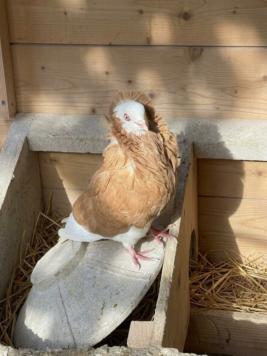 Duiven Oud-Hollandse kapucijn sier choco wit, Meerdere dieren, Overige soorten