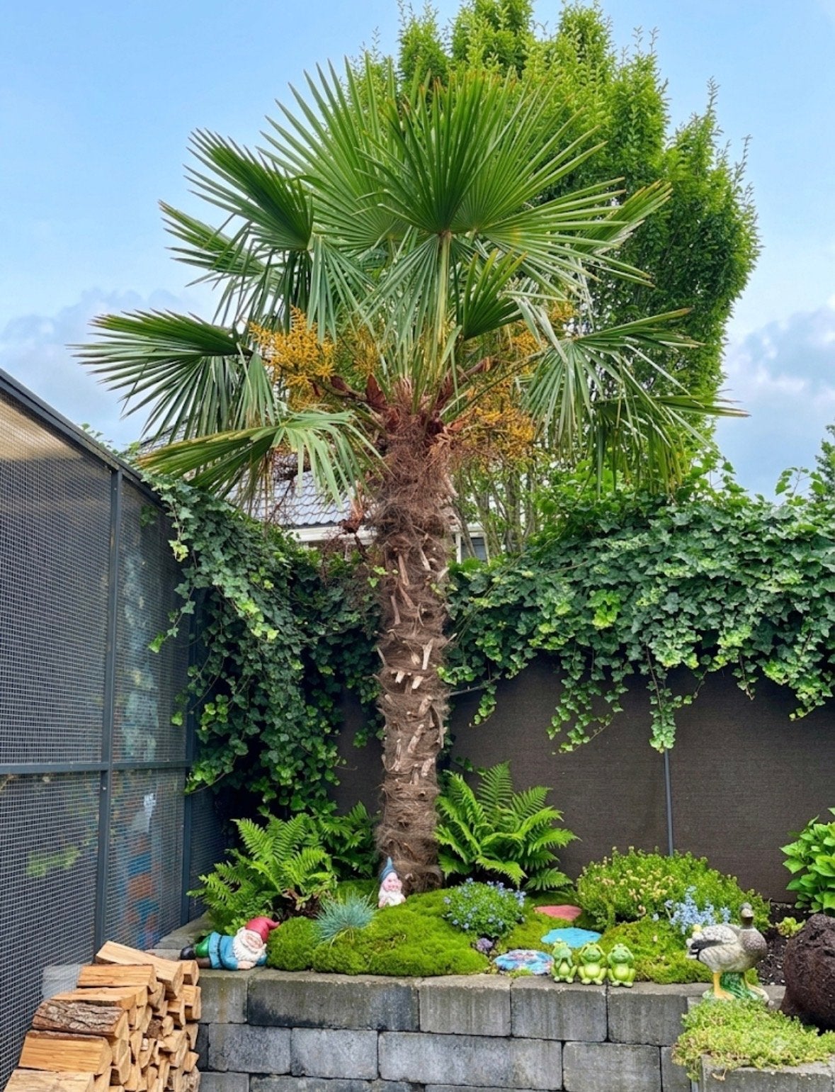 Grote palmboom, Tuin en Terras, Volle zon, Vaste plant, Zomer, Ophalen