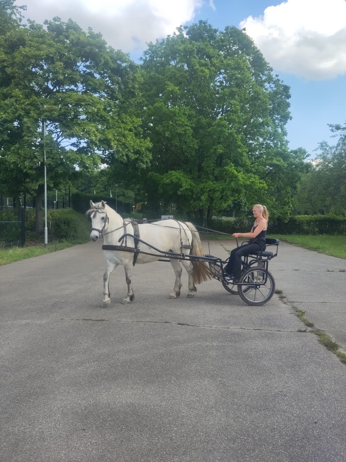Sulky oxer met mentuig, Dieren en Toebehoren, Paarden en Pony's | Overige Paardenspullen, Ophalen, Gebruikt
