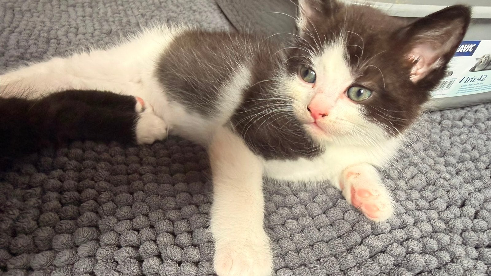 Titel: Gratis kittens zoeken een liefdevol huisje ️, Poes, 0 tot 2 jaar