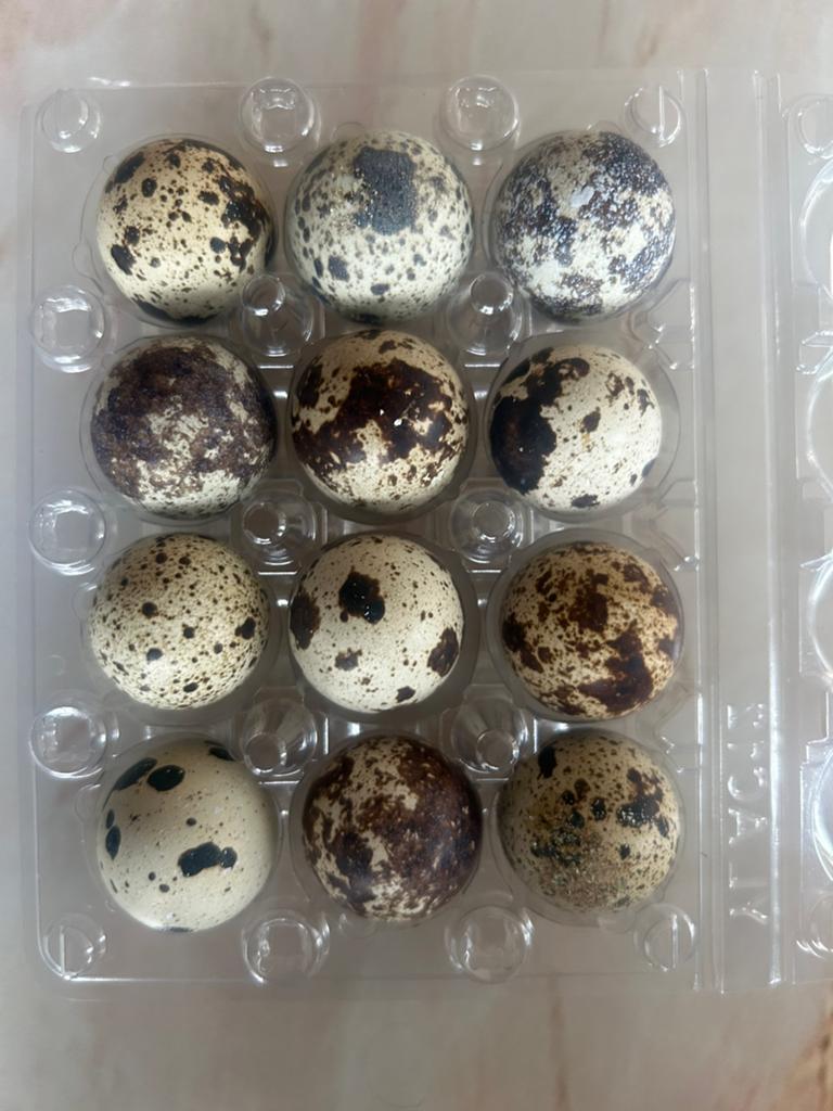 Broedeieren japanse kwartels, Dieren en Toebehoren, Pluimvee, Geslacht onbekend, Overige soorten