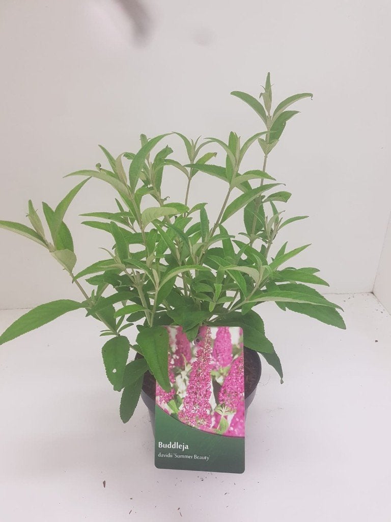 vlinderstruik (buddleja) allerlei soorten, Vaste plant, Halfschaduw, Zomer, Ophalen