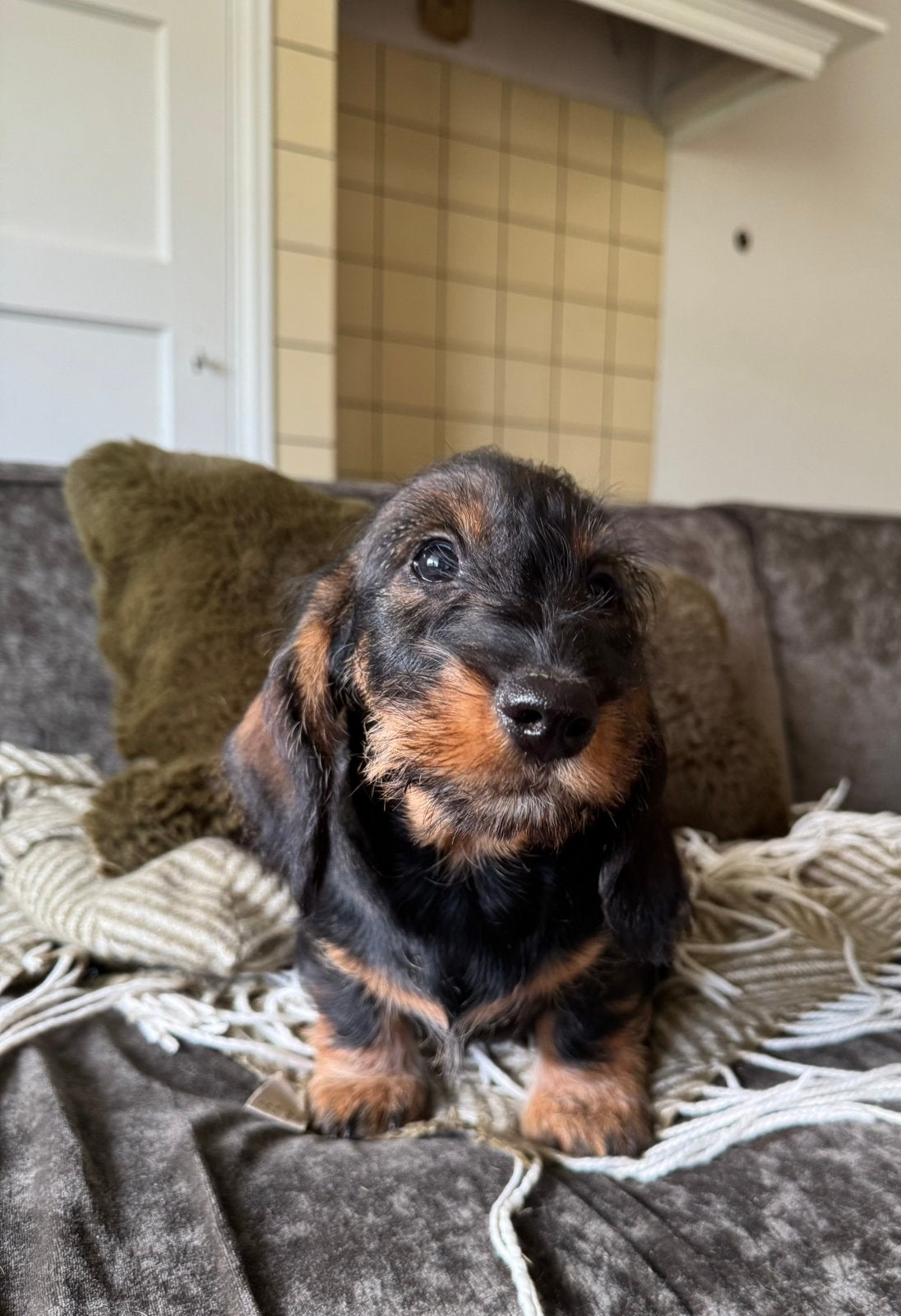 Ruwhaar dwerg teckel pups met stamboom, CDV (hondenziekte), 8 tot 15 weken, Dwerg, Meerdere dieren