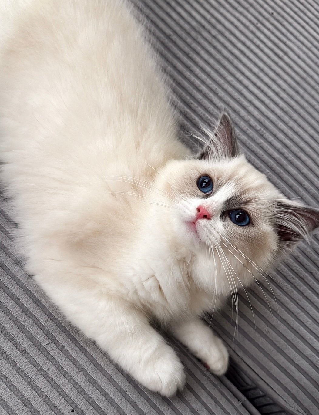 Ragdoll kittens met stamboom, Poes, Met stamboom, 0 tot 2 jaar