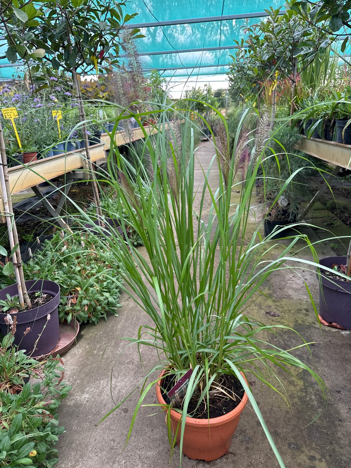 Pennisetum alopecuroides 'Red Head' in 8L pot 5+1 Gratis, Tuin en Terras, Planten | Tuinplanten, Ophalen, Volle zon, Vaste plant