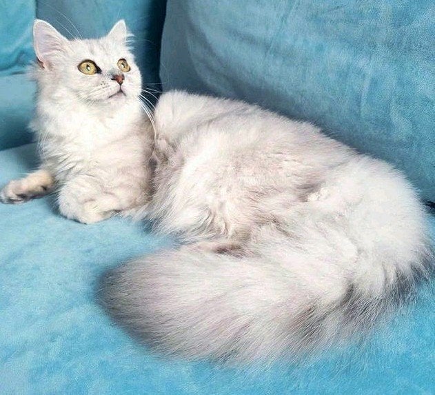 ragdoll mix Brits langhaar 6 maanden oud, Meerdere dieren, Ontwormd, 0 tot 2 jaar