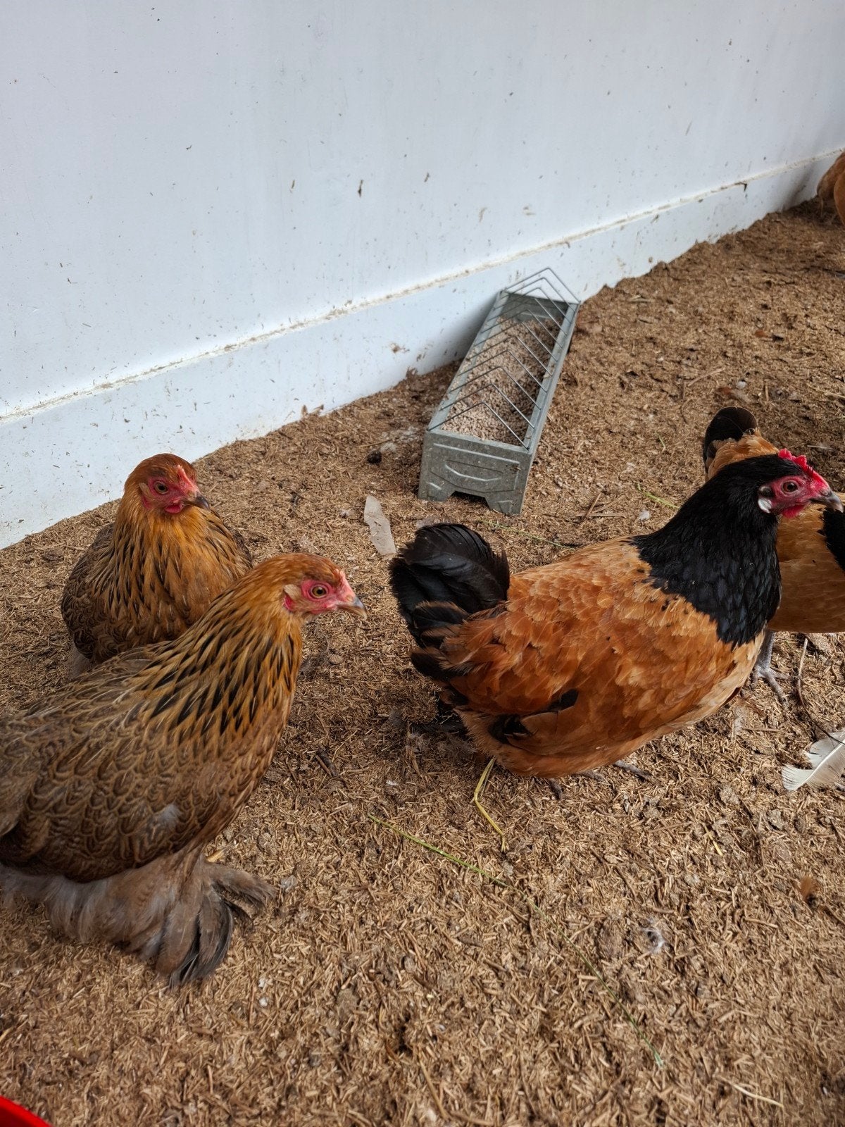 Krielkippen, Dieren en Toebehoren, Pluimvee, Vrouwelijk, Kip