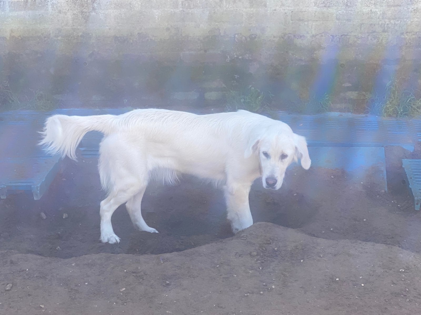 Hele lieve mooie golden retriever teef 1 jaar, Golden retriever, 15 weken tot 1 jaar, CDV (hondenziekte), Teef