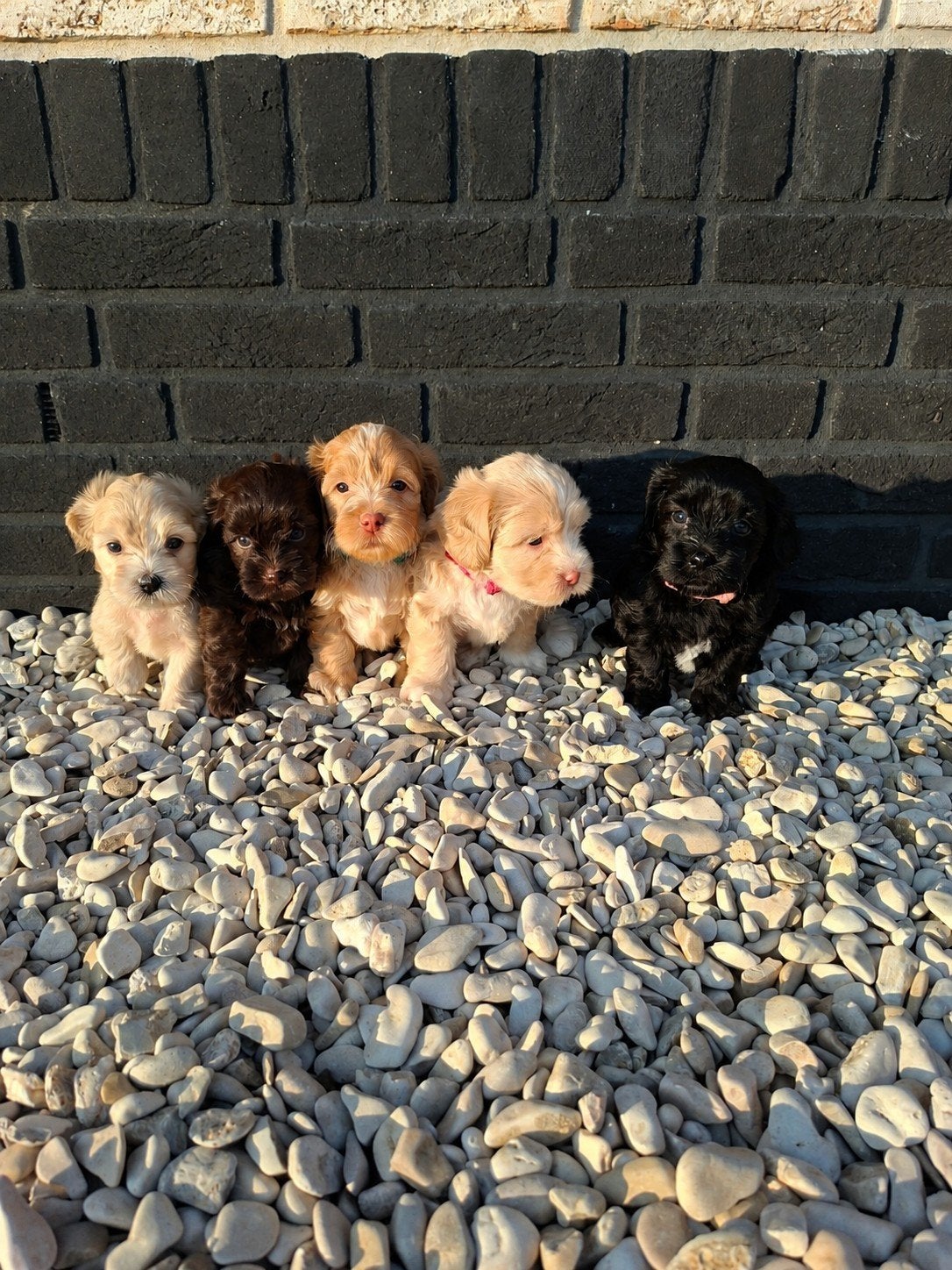 Prachtige Maltipoo pups, Overige rassen, 8 tot 15 weken, Parvo, Meerdere
