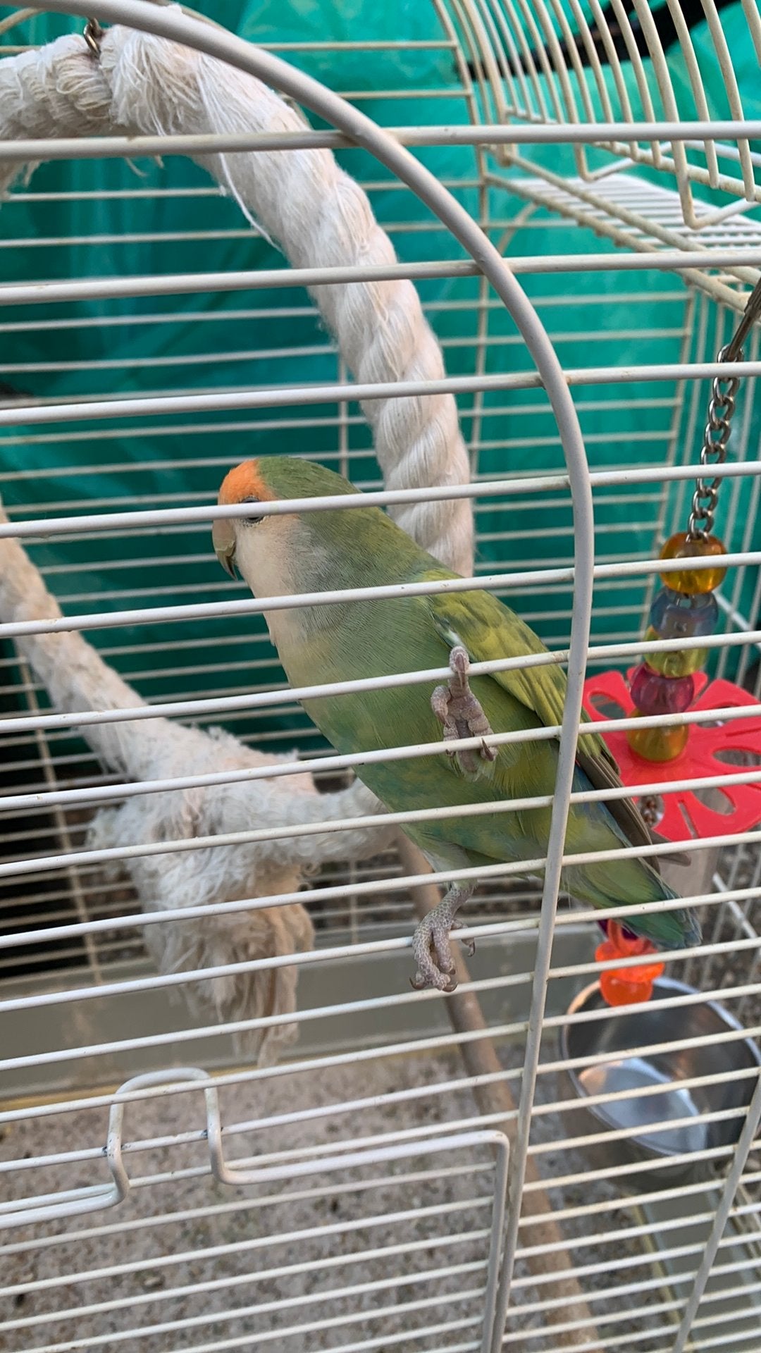 Mooie goeie leuke agapornis vogel, Dieren en Toebehoren, Vogels | Parkieten en Papegaaien, Mannelijk, Dwergpapegaai of Agapornis