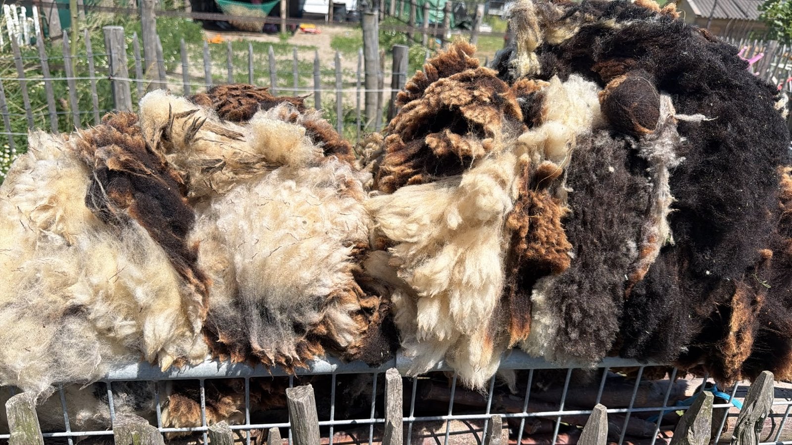 Schapenwol, Ophalen, Spinwol