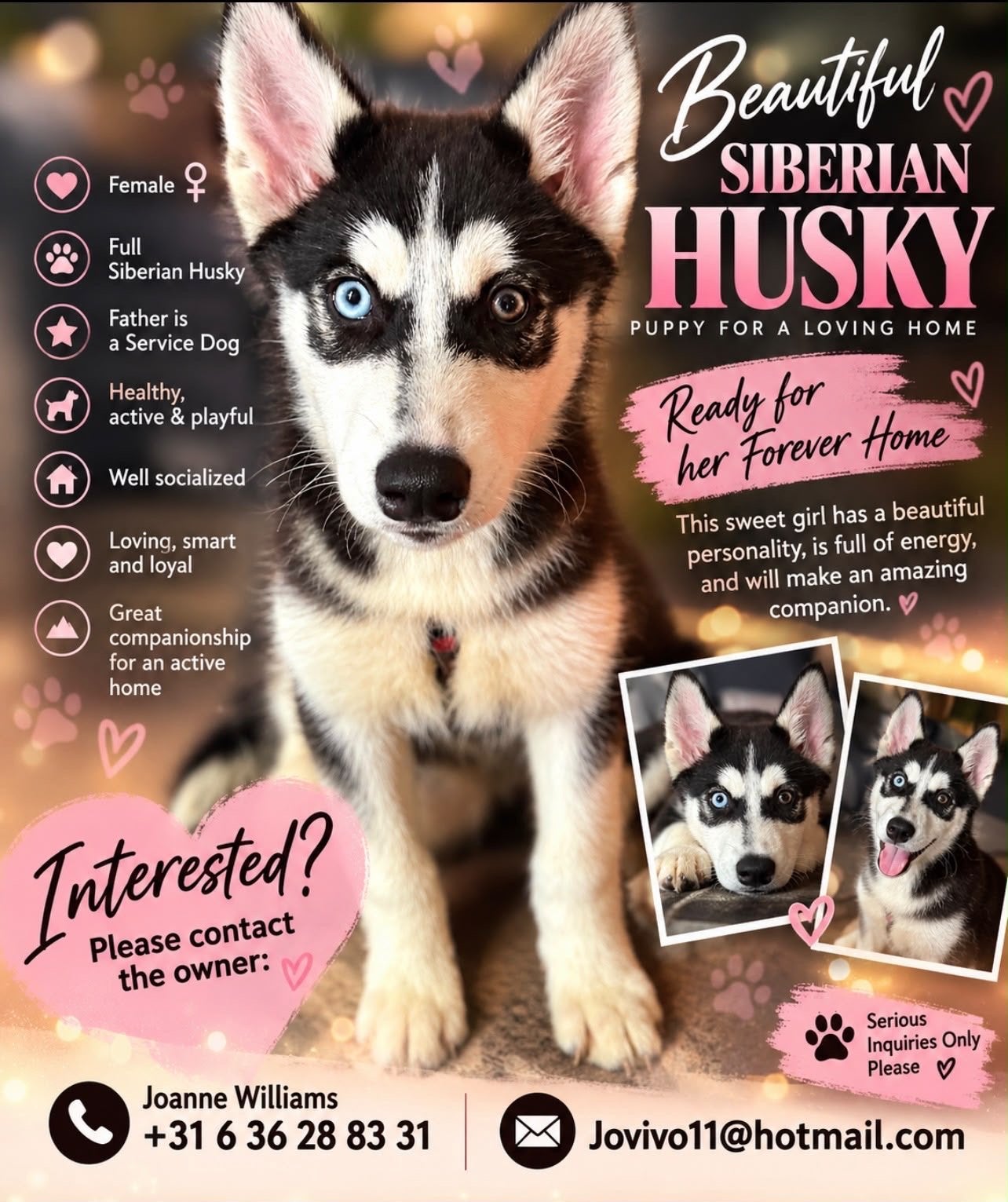 Husky, 8 tot 15 weken, Meerdere, Meerdere dieren, Klein