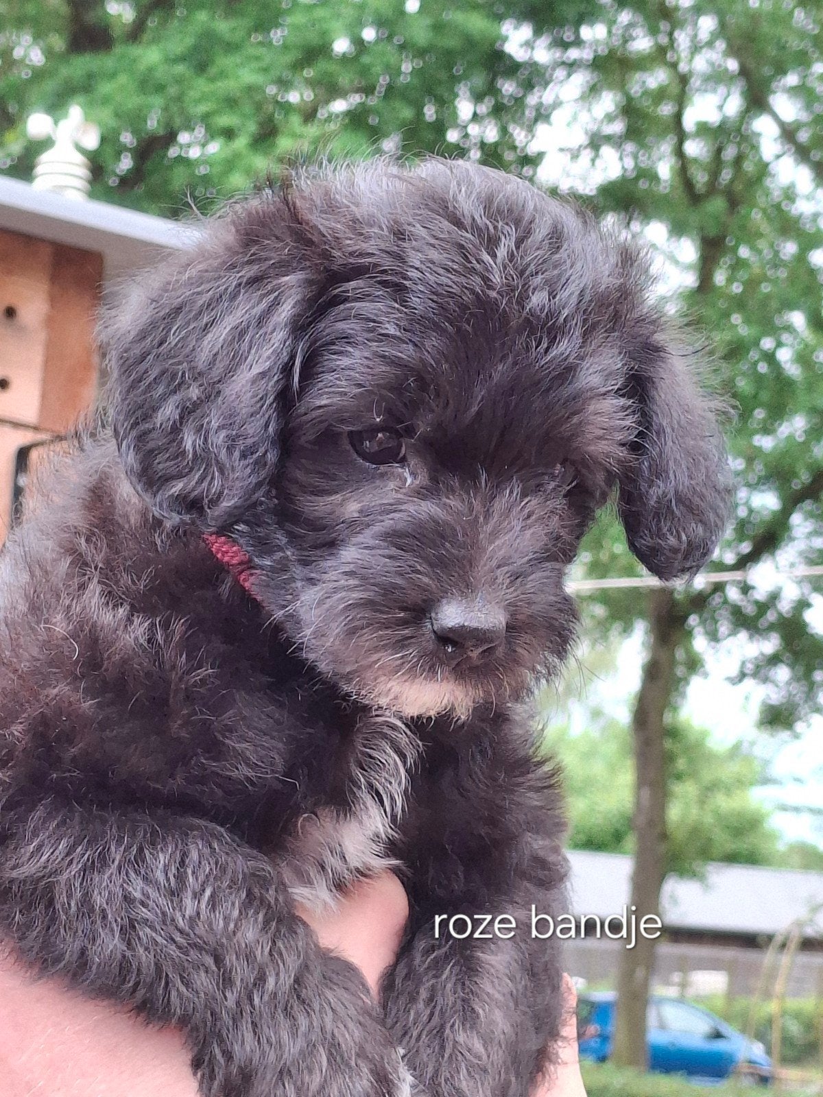 Pups toy poedel, 8 tot 15 weken, Meerdere, Meerdere dieren, Middel