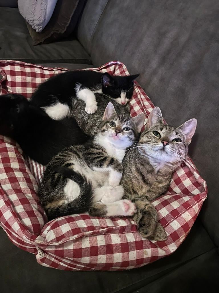 Lieve sociale kittens zoeken een nieuw thuis, Dieren en Toebehoren, Meerdere dieren