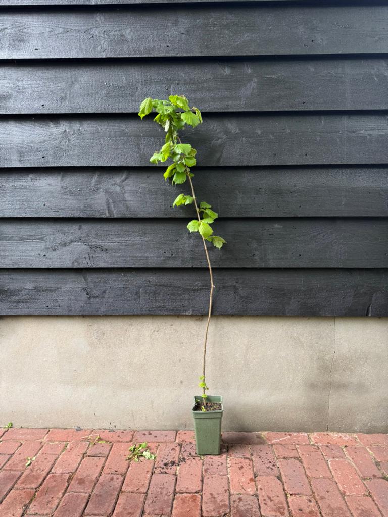 Corylus avellana (Hazelaar) 100cm, Tuin en Terras, Planten | Struiken en Hagen, Ophalen, Overige soorten, Struik, 100 tot 250 cm
