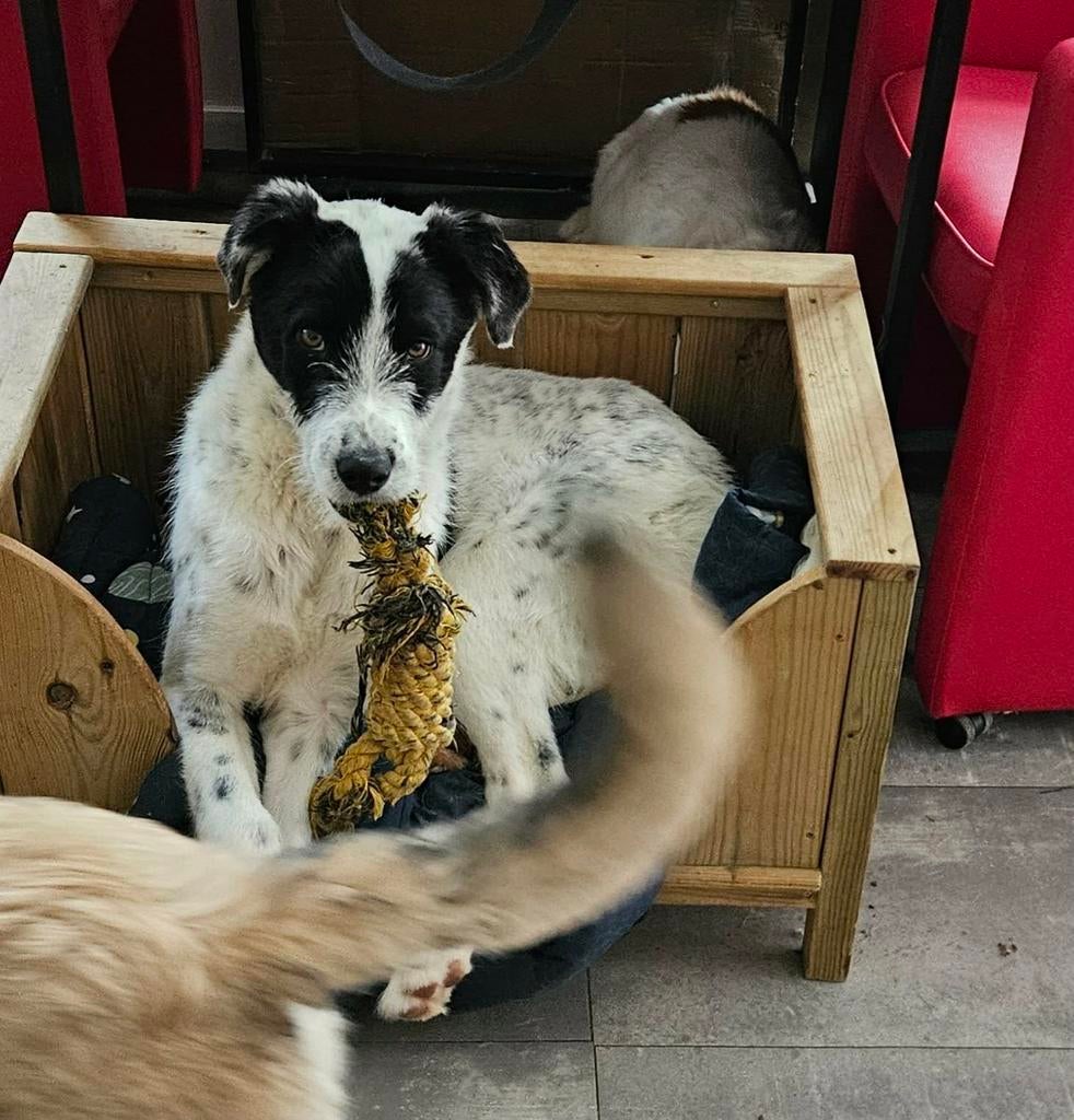 Prachtige lieve Murphy zoekt een lieve actieve familie, Dieren en Toebehoren, Honden | Niet-rashonden, Particulier, 15 weken tot 1 jaar