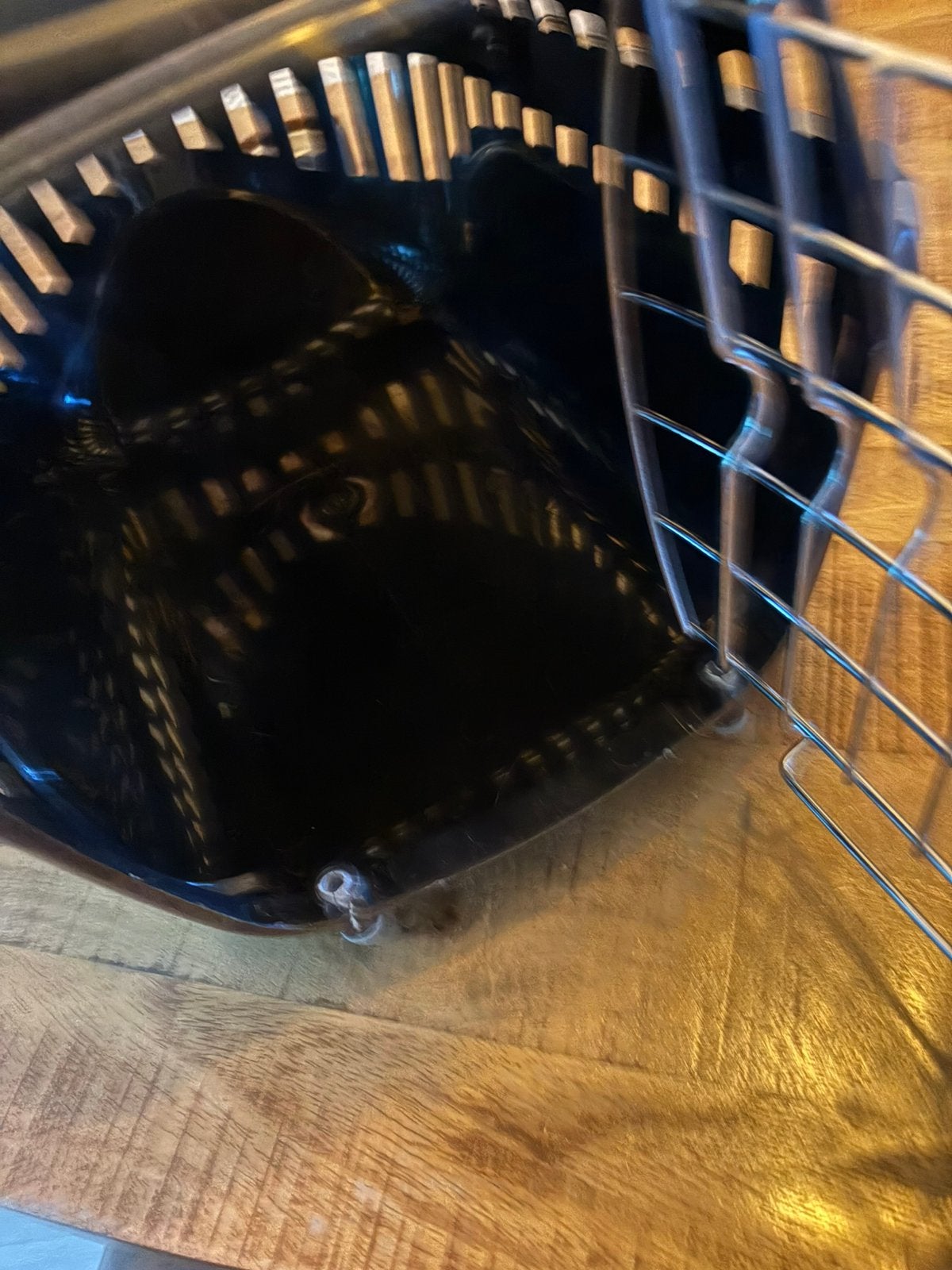 Reismand kitten  15 euro, Ophalen, Zo goed als nieuw
