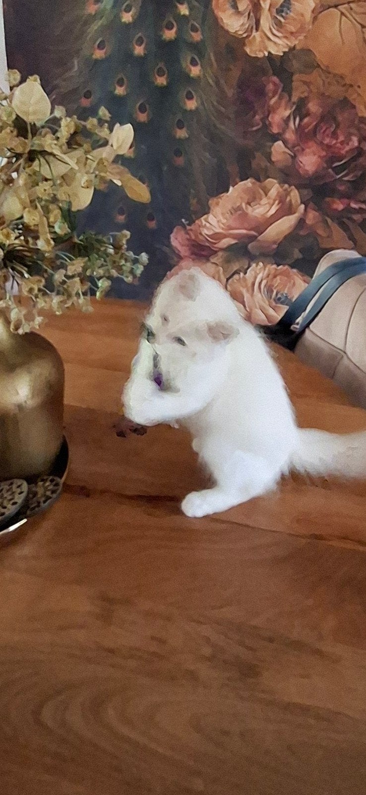 ragdoll katertje met stamboom, Kater, Met stamboom