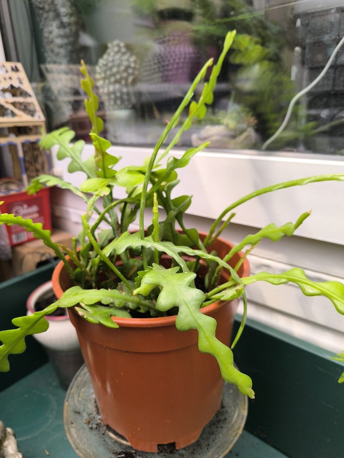 Epiphyllum (zaagtand cactus) - Unieke Kamerplant, Ophalen, Overige soorten, Volle zon