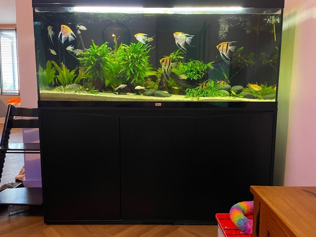 Volledig aquarium te koop, Dieren en Toebehoren, Ophalen, Gebruikt, Aquatlantis, Gevuld zoetwateraquarium