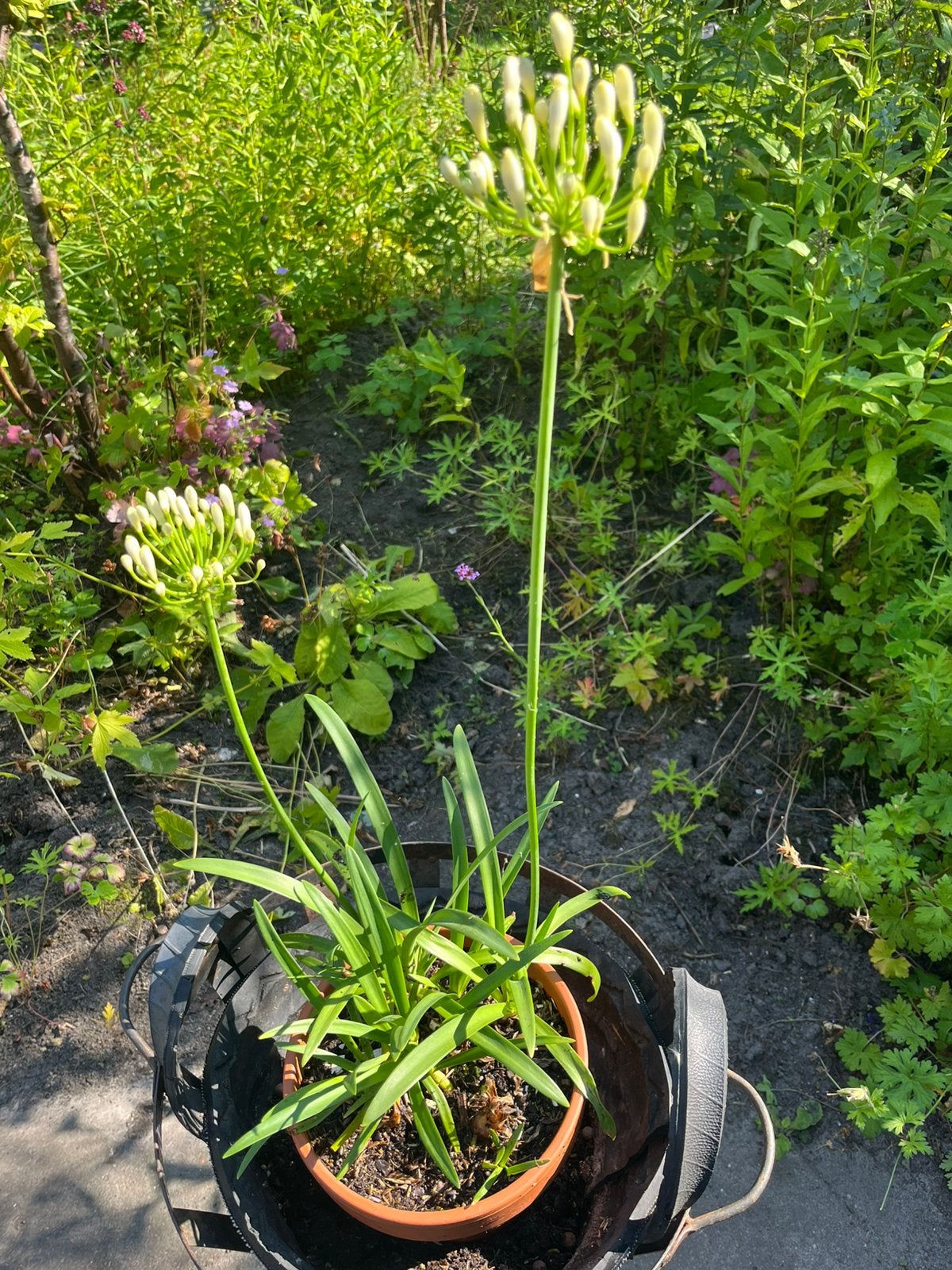 AGAPANTHUS MET NIEUWE UITLOPERS WIT, Ophalen, Overige soorten, Volle zon