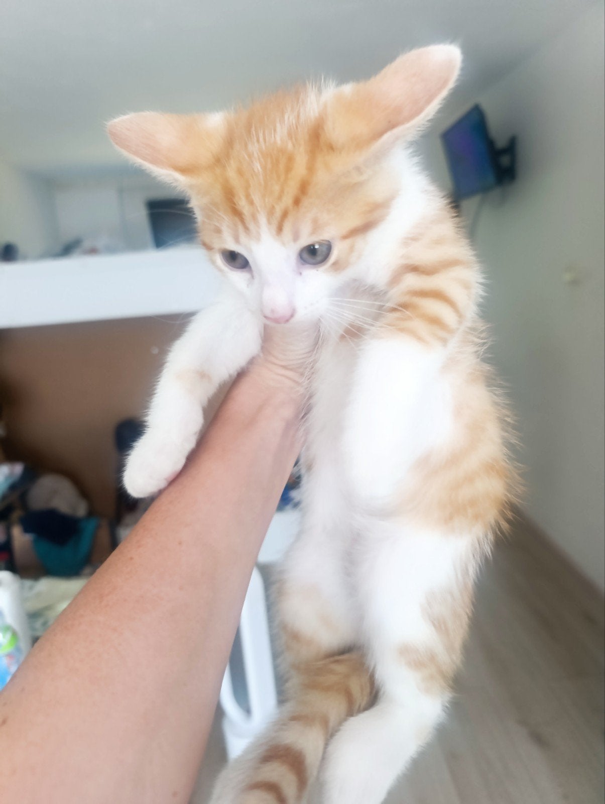 Adoptie, Dieren en Toebehoren, Katten en Kittens | Overige Katten