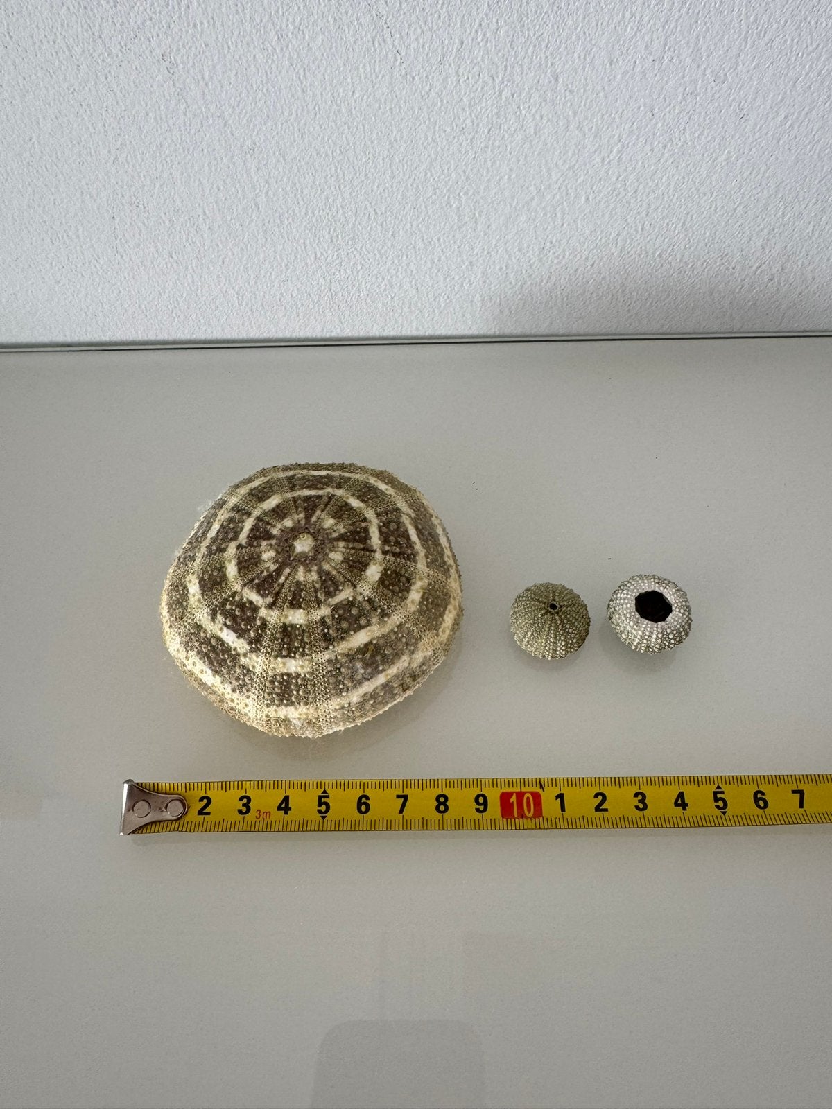 Zee egel set, Verzamelen, Mineralen en Fossielen, Ophalen, Schelp(en)