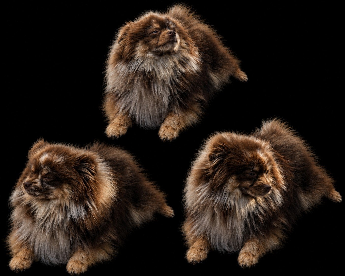 Merle pomeriaan niet tekoop, Reu, 1 tot 2 jaar, Eén hond, Nederland