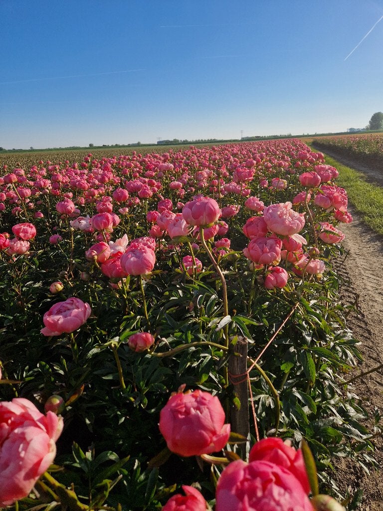 Pioenen / pioenrozen / paeonia / peonies, Tuin en Terras, Overige soorten, Vaste plant, Ophalen of Verzenden, Halfschaduw