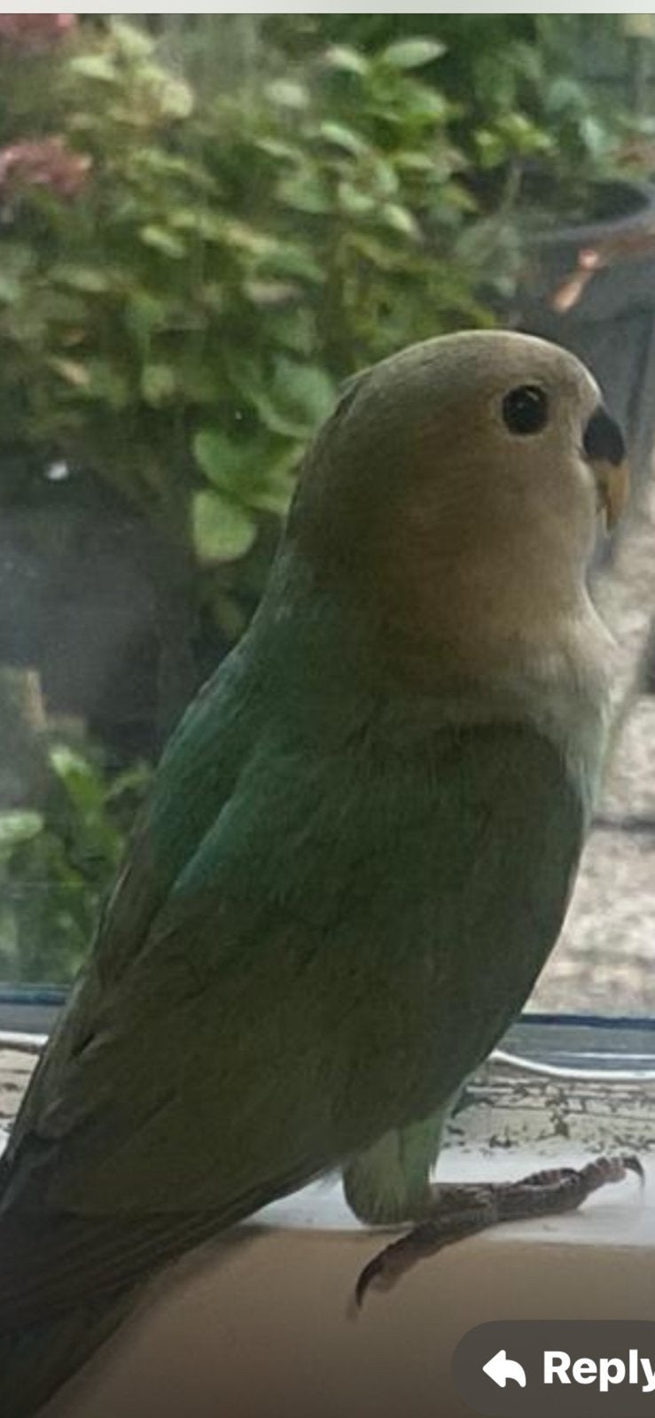 Agapornis, Dieren en Toebehoren, Vogels | Parkieten en Papegaaien, Geslacht onbekend, Dwergpapegaai of Agapornis