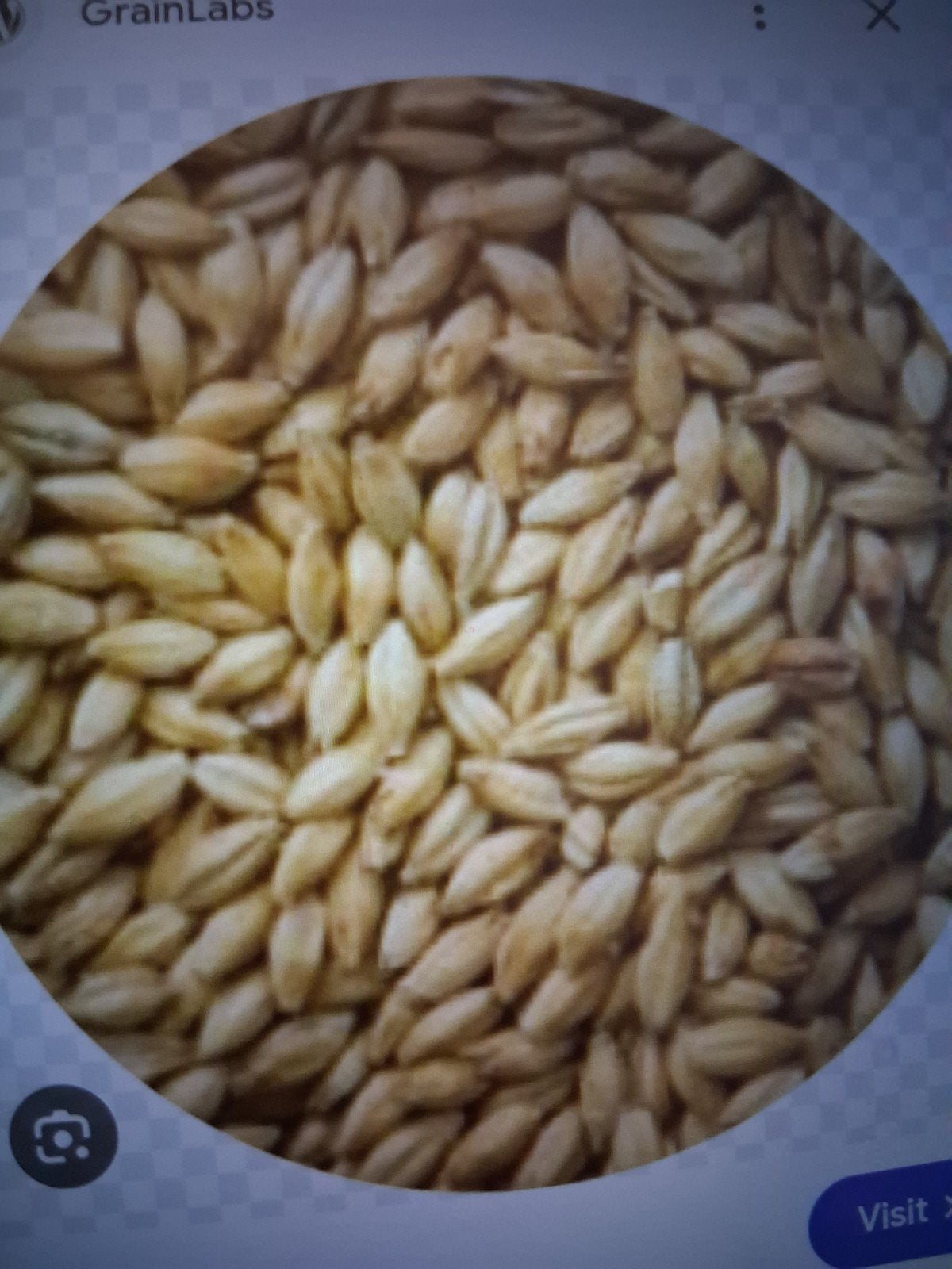 Gerst, Dieren en Toebehoren, Ophalen of Verzenden