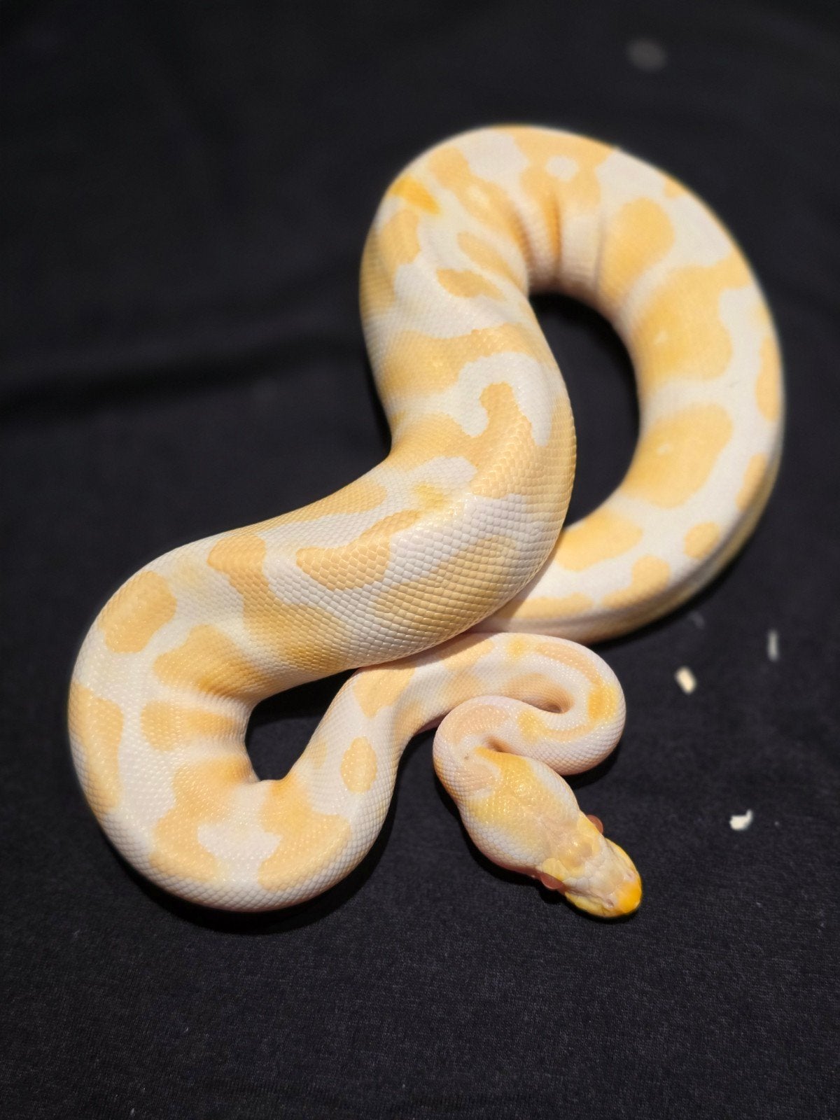 0.1 albino ultramel 66% het pied Ball Python - female for sale from martijn