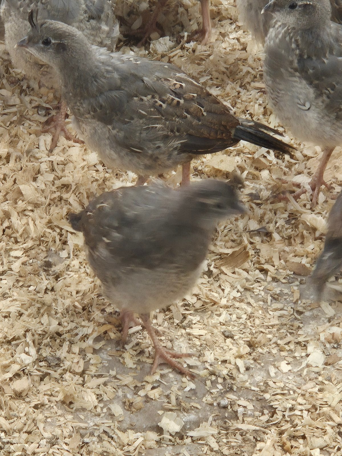 Koppels Californische kuifkwartels, Dieren en Toebehoren, Mannelijk, Kip