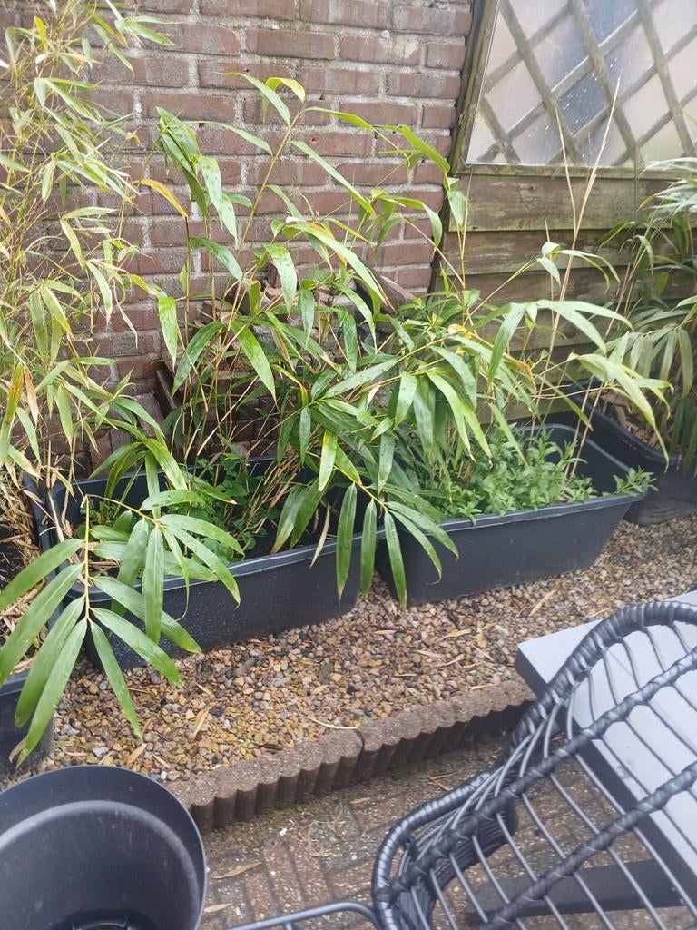 Gratis 2 x bamboe plant in bak ,stekken zijn van vorig jaar., Tuin en Terras, Ophalen, Bloeit niet, Overige soorten, Halfschaduw