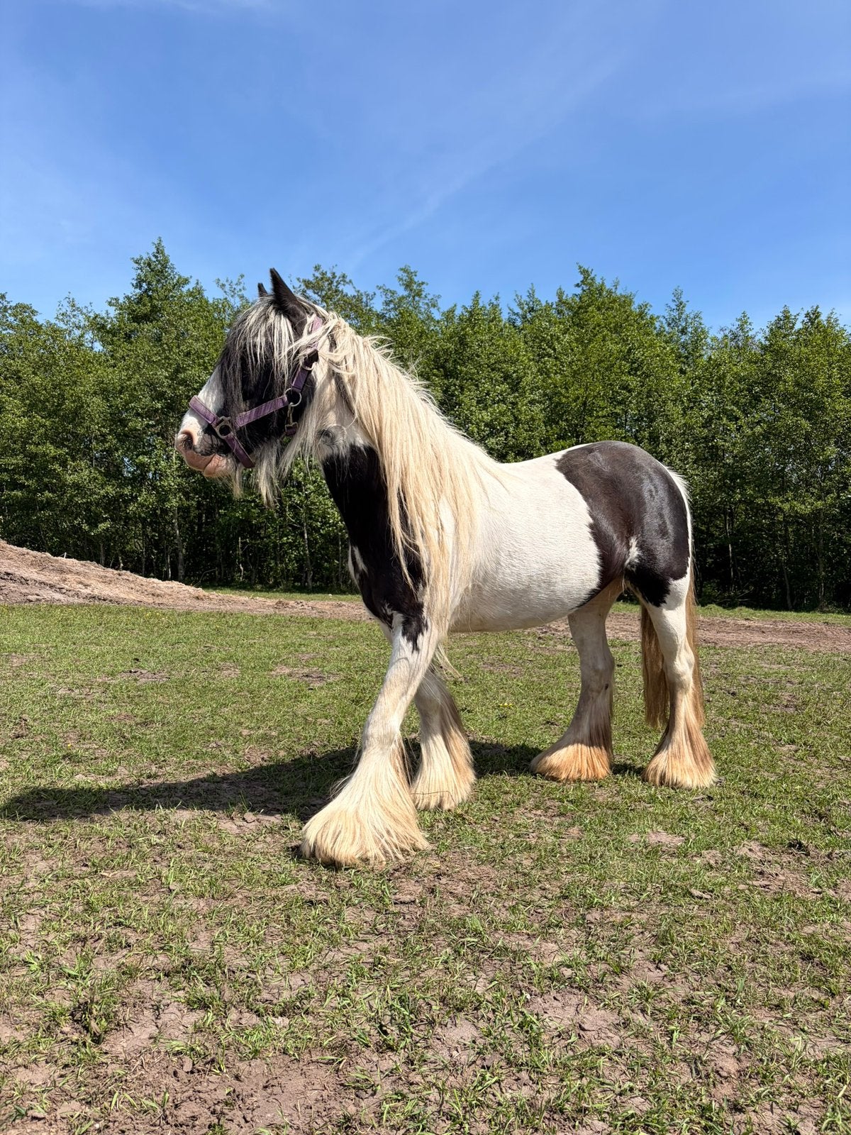 Lieve tinkerpony, Dieren en Toebehoren, Paarden, Merrie, Minder dan 160 cm, Met stamboom, Niet van toepassing