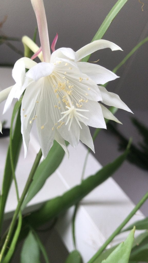 epiphyllum cactus pumilum gewortelde stekken, Minder dan 100 cm, Bloeiende kamerplant, Halfschaduw, Ophalen of Verzenden